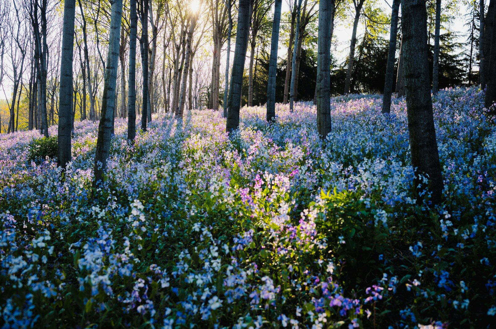 Doctrine of Effectiveness in Treaty Law