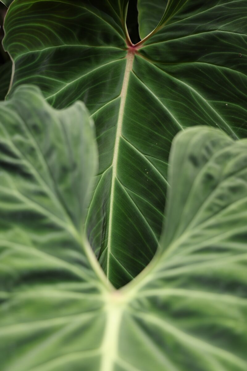 Role of Customary International Law